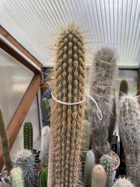 Haageocereus weberbaueri var. horridispinus